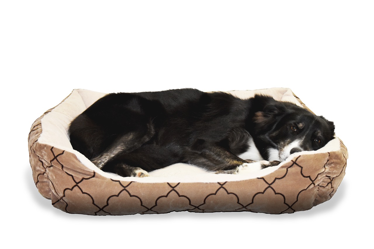 Choosing The Perfect Bed For Your Dog