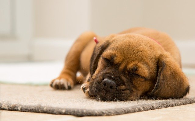 Useful Tips to Assist Your Puppy Sleep Through the Evening
