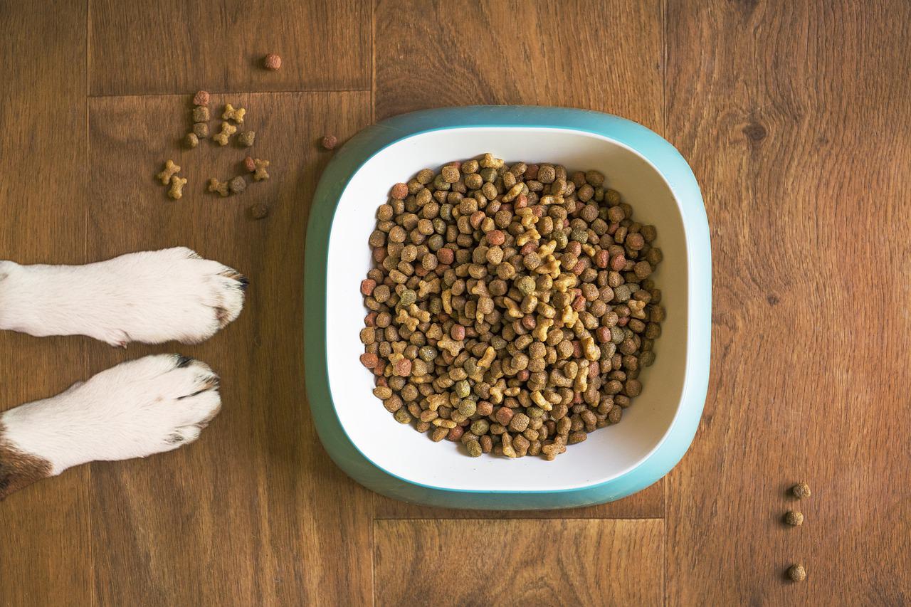 Watch Your Dog’s Diet During The Housetraining Process