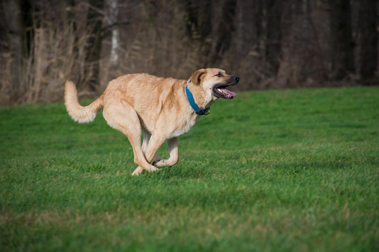 A dog can run перевод. Собака бежит фото. Собака в движении фото. Собака бежит фото сбоку. Top Dog.