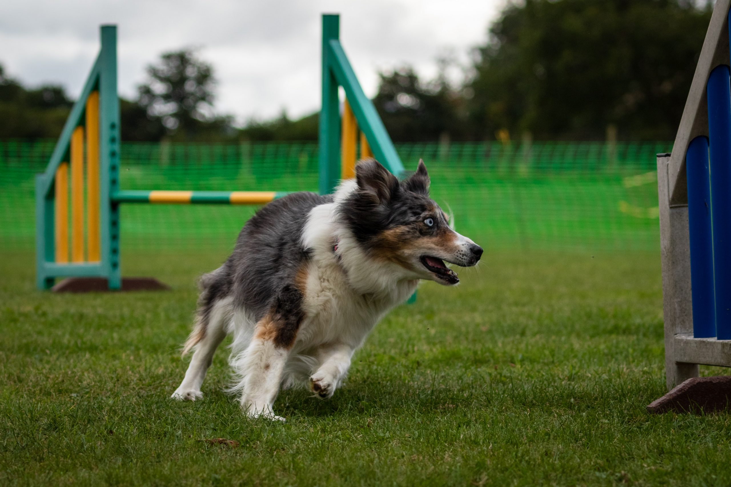 Should You Sign Up With a Dog Agility Educating Course?