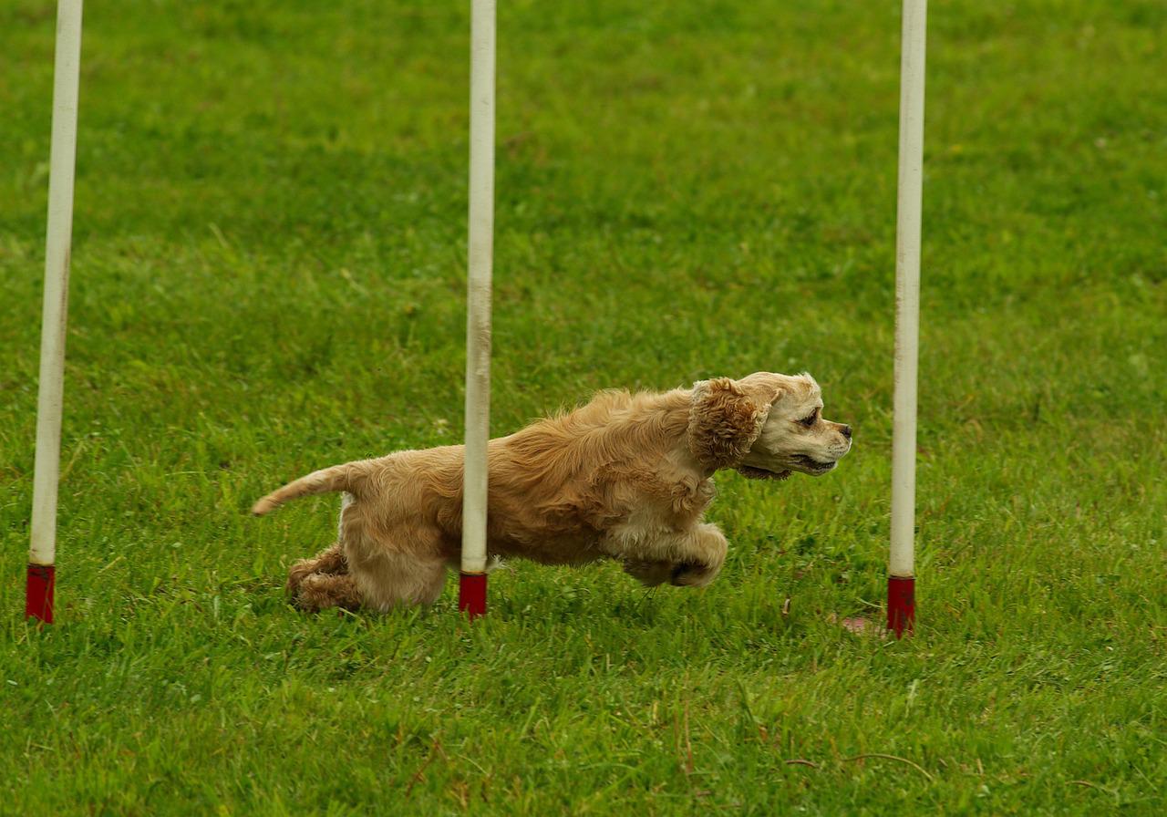 The Competitive Sporting Activity of Dog Agility