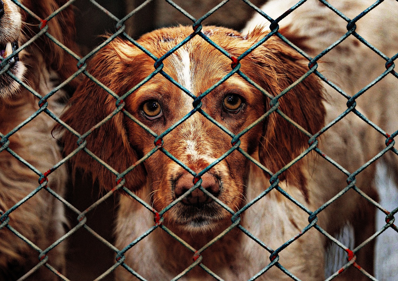 Why Shelter Dogs Make the Best Pets