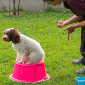 dog potty training