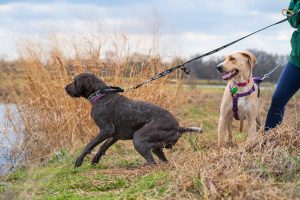 there are numerous ways to stop a dog from pulling on a leash