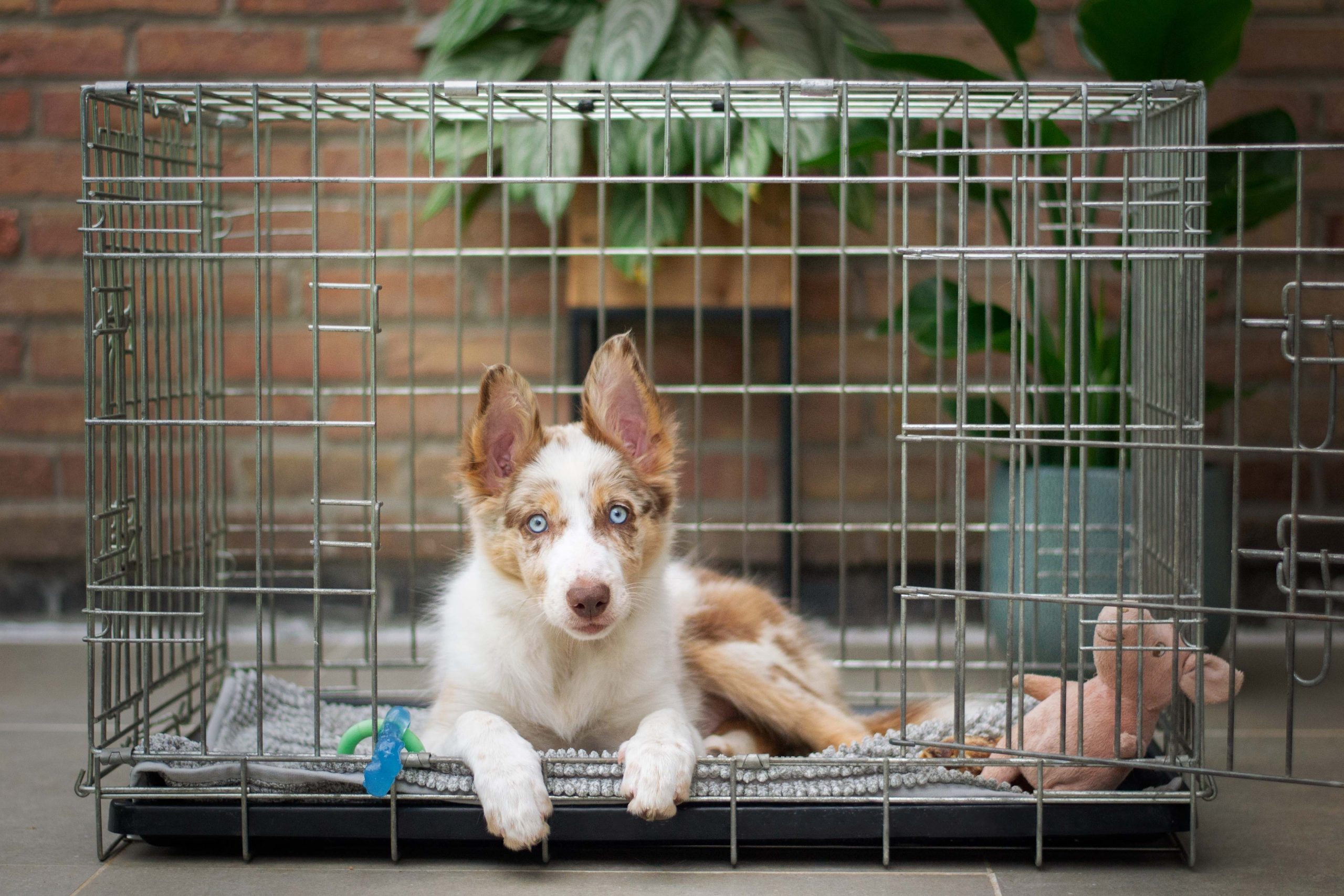 Where To Buy A Dog Crate