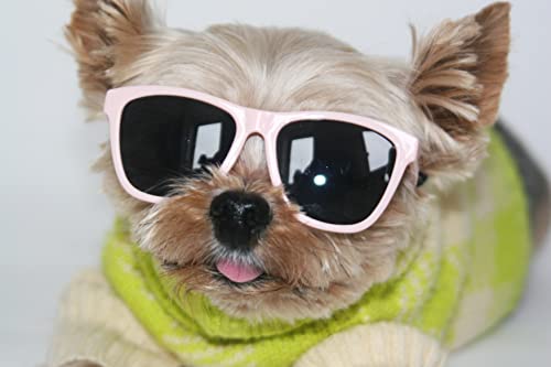 Hello Henri Dog Sunglasses