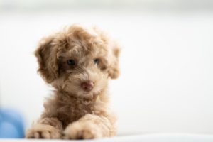 How Much Is A Toy Poodle